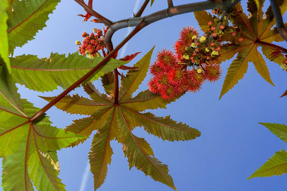 PBST originates from castor plant